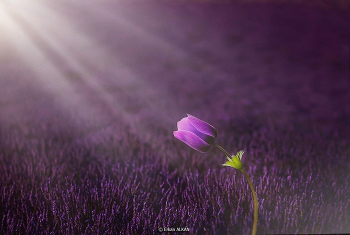 Purple flower in a field with sunlight
