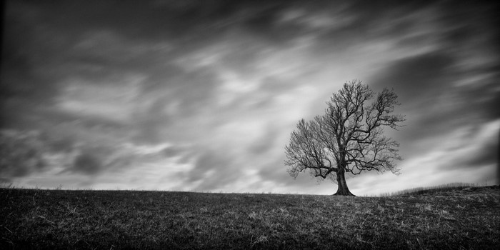 Bare tree on a grassy hill under a cloudy sky