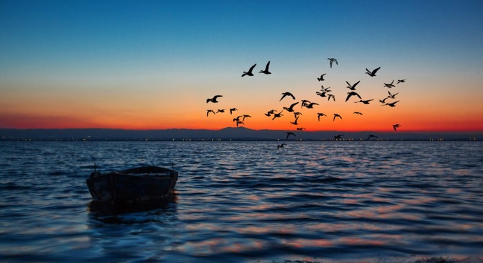 Birds flying over the sea at sunset with a boat