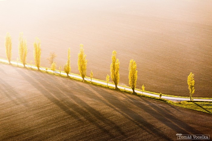 Trees lining a road at sunrise with long shadows