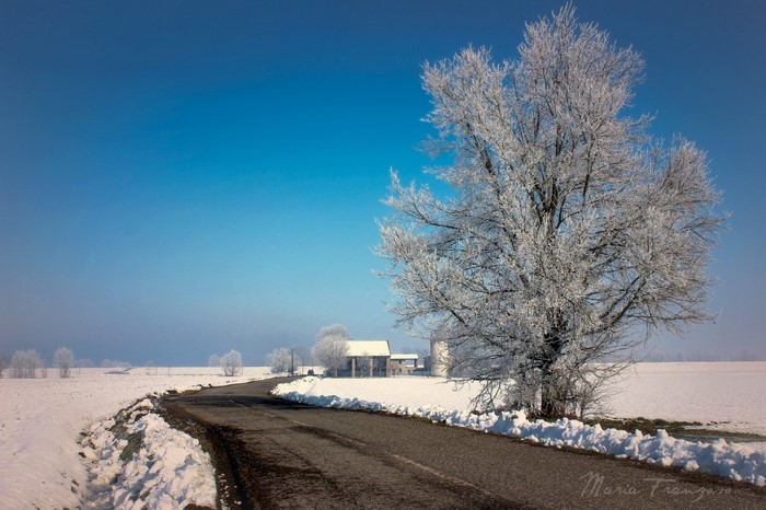 Winter landscape with frosted tree and road