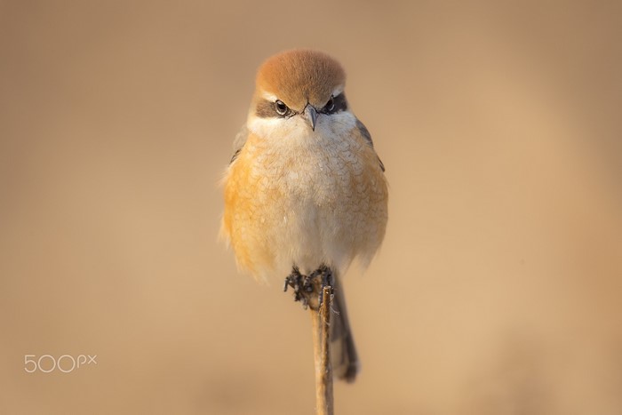 Brown Shrike bird perched on a thin branch