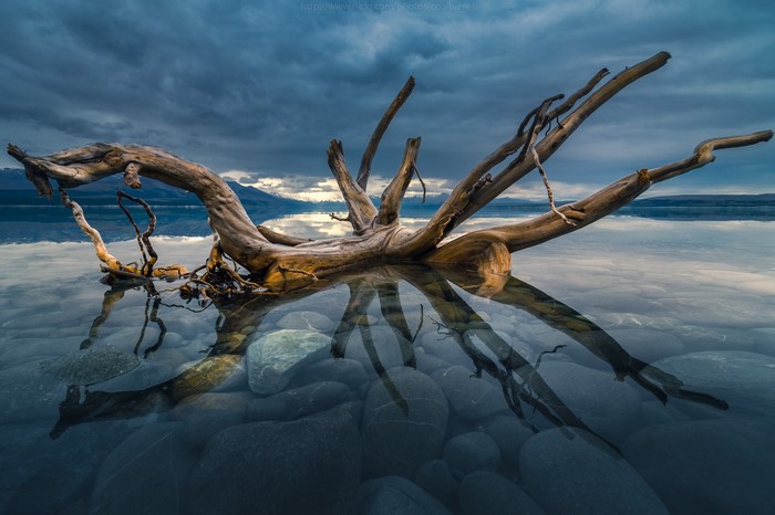 Driftwood in clear water with rocky bottom and cloudy sky