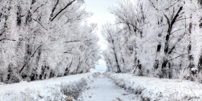 Trees covered in frost along a snowy path