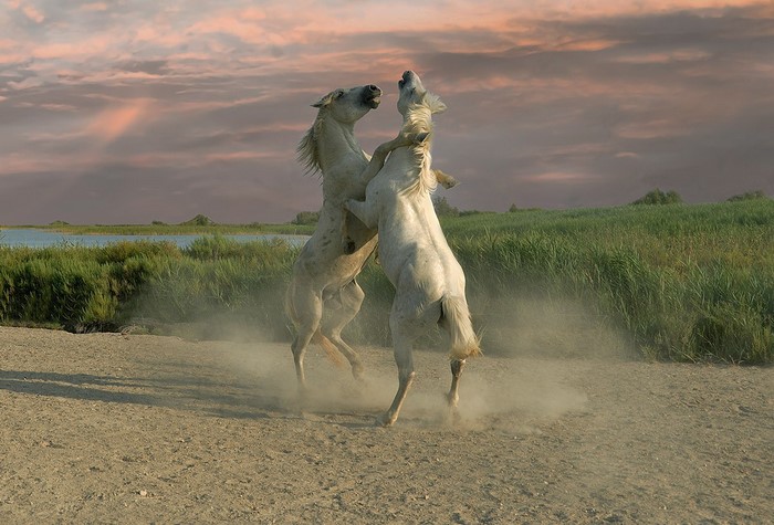 Two white horses fighting in a dusty field