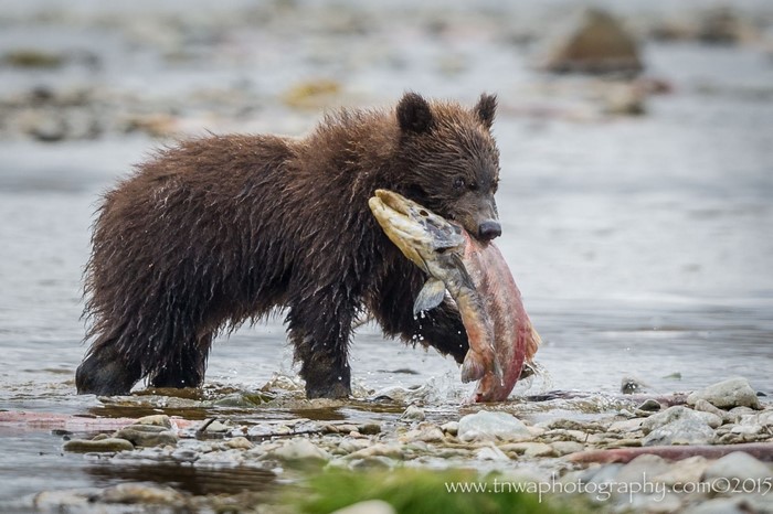 Brown bear cub with salmon in river
