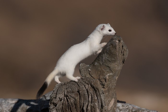 White ermine climbing on a log