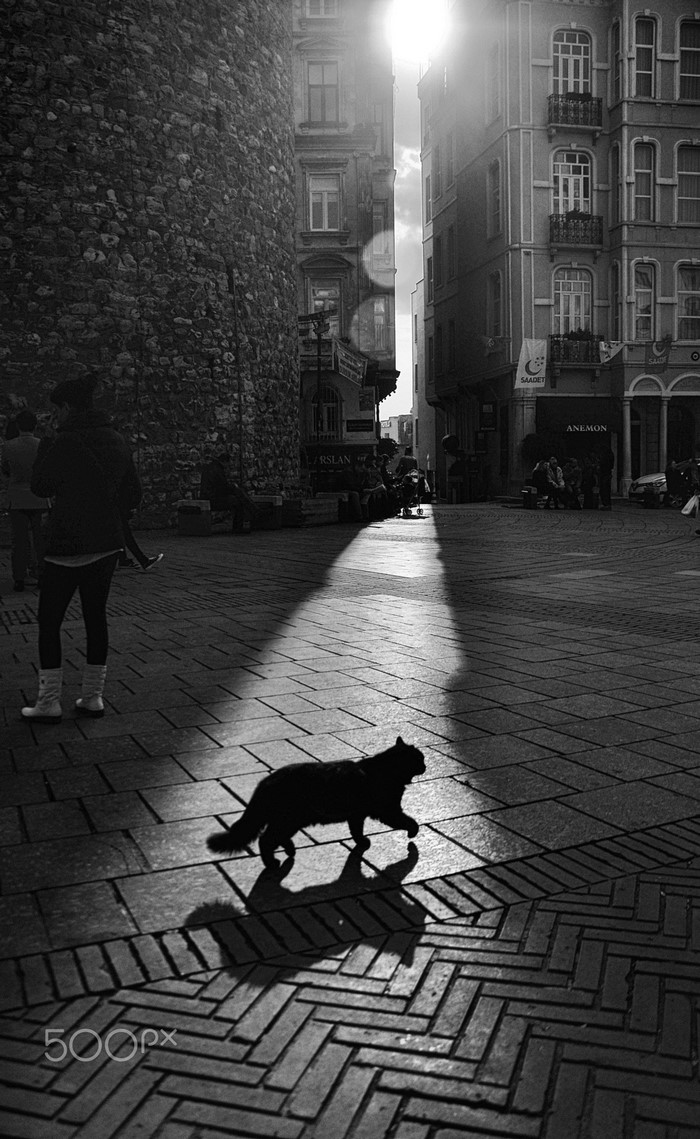 Black cat walks in a sunbeam on a cobblestone street