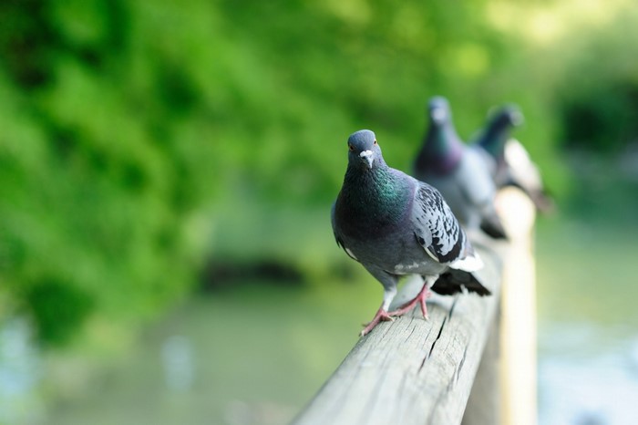 Pigeons perched on a wooden railing with green foliage background