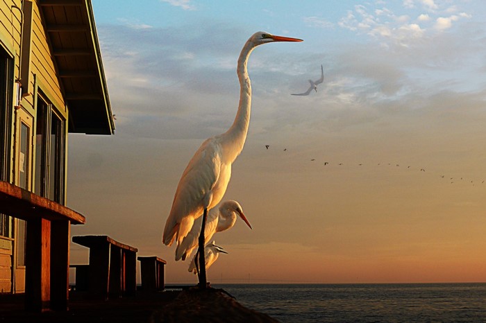 Great egrets at sunset by the ocean