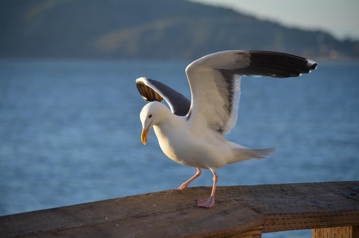 European Herring Gull on Wooden Railing by the Sea