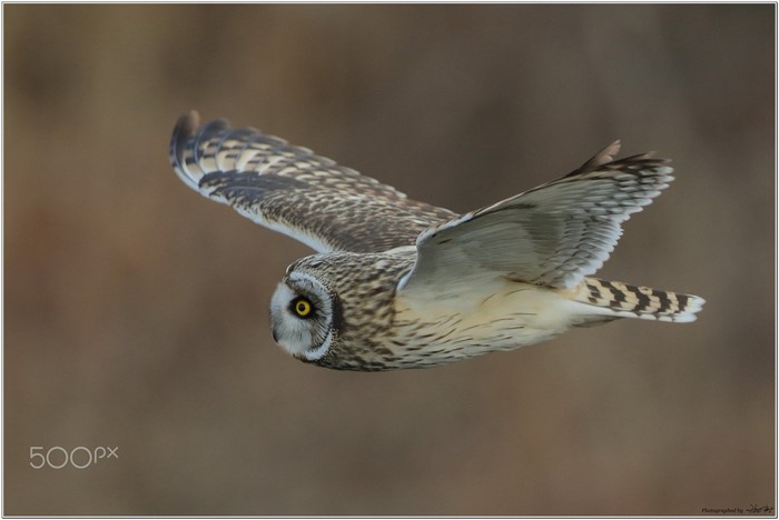 Short-eared owl in flight