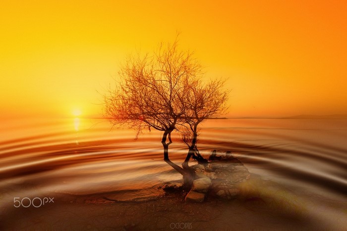 Bare tree in the sea at sunset