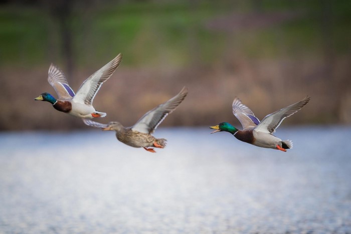 Three Mallard Ducks in Flight Over Water