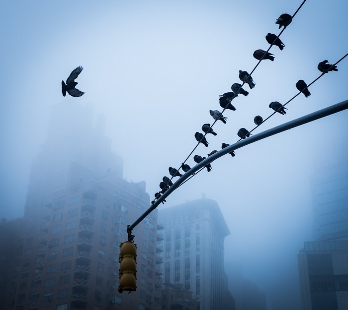 Pigeons on wires with traffic light in fog