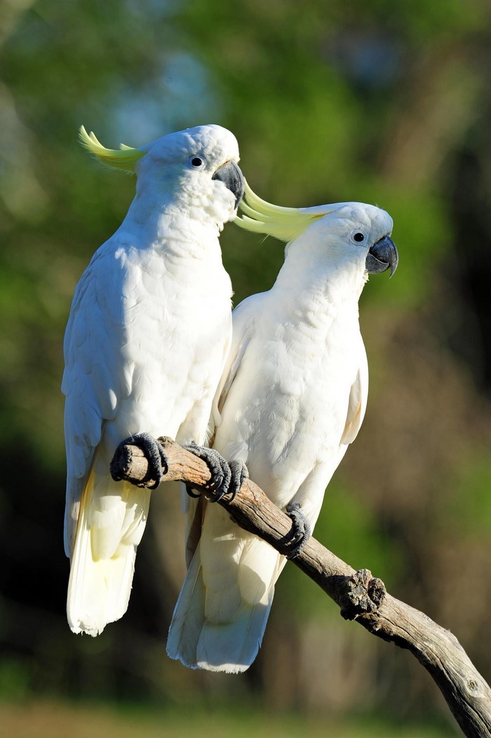 Two Sulphur-crested Cockatoos perched on a branch
