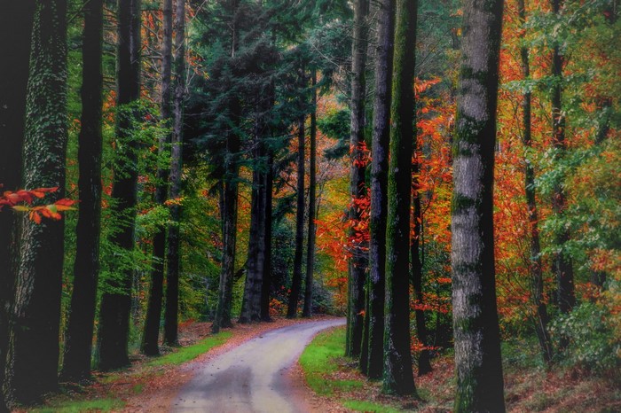 Serene Autumn Forest Pathway
