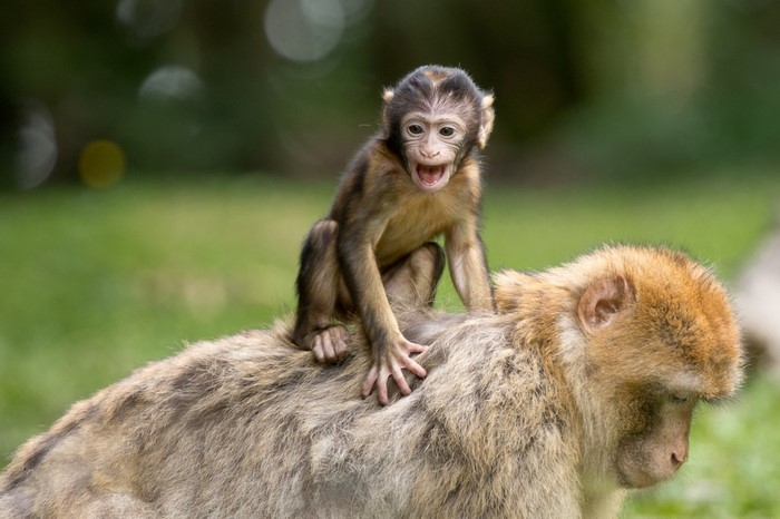 Baby Barbary macaque on adult's back