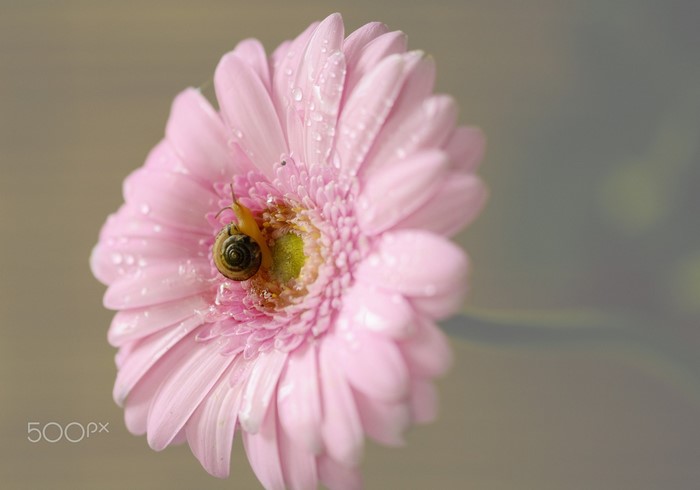 Snail on a pink Gerbera daisy with water droplets