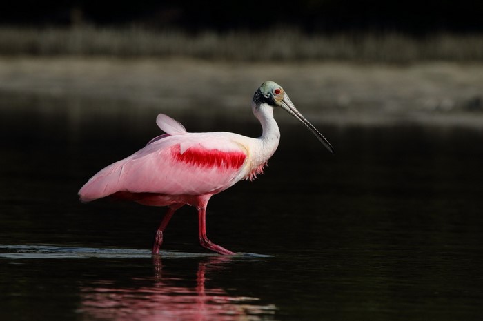 Roseate Spoonbill wading in dark water
