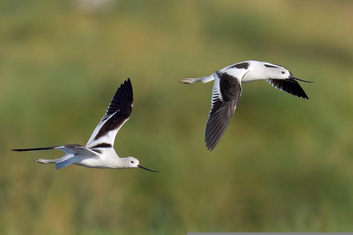 Two American Avocets in flight over a marsh