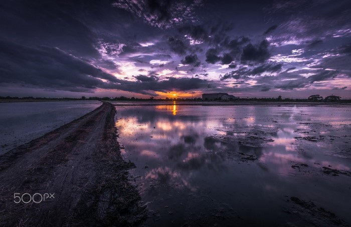 Sunset over flooded rice fields with a dirt path