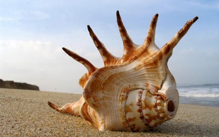 Seashell on a sandy beach with ocean background
