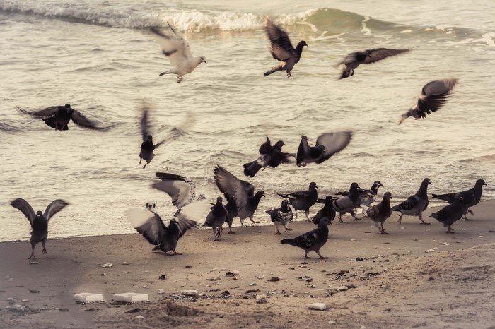 Pigeons on a sandy beach near the sea