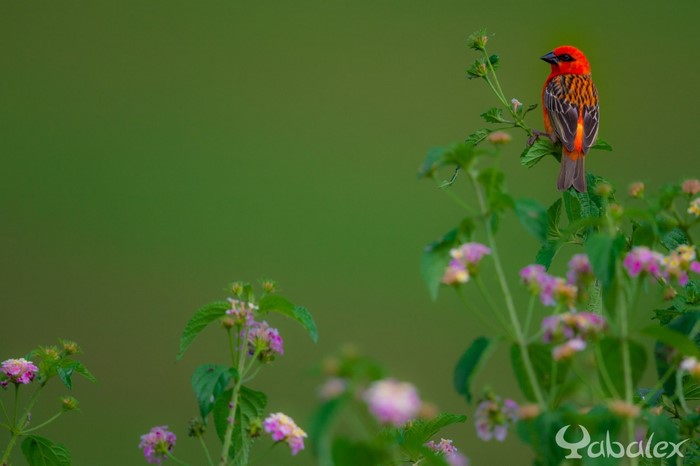 Red bird perched on a flowering plant