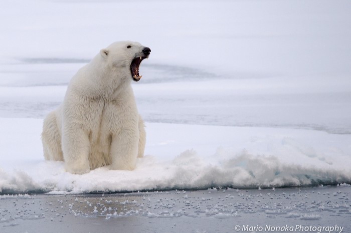 Polar bear yawning on ice floe in Arctic
