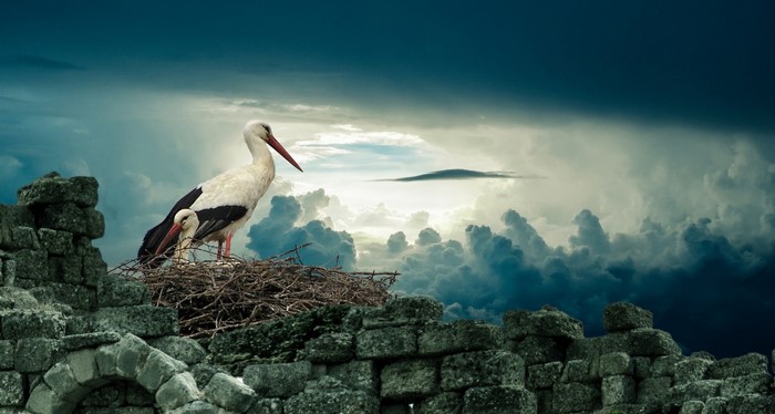 Two storks in a nest on a stone ruin