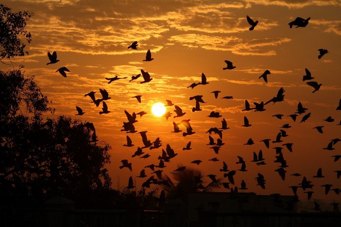 Flock of birds flying at sunset