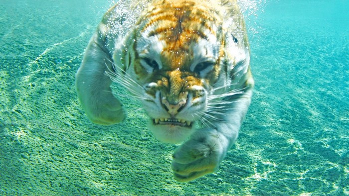 Tiger swimming underwater in clear blue water
