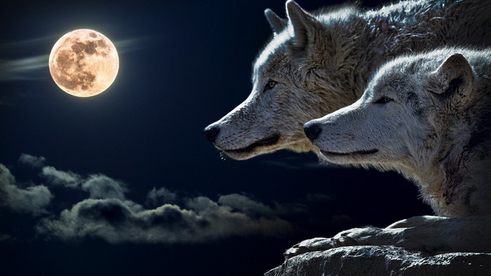 Two wolves under a full moon
