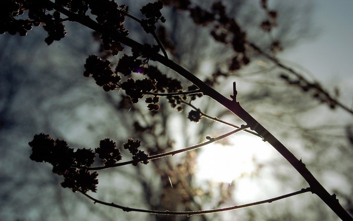 Silhouette of branches against the sun