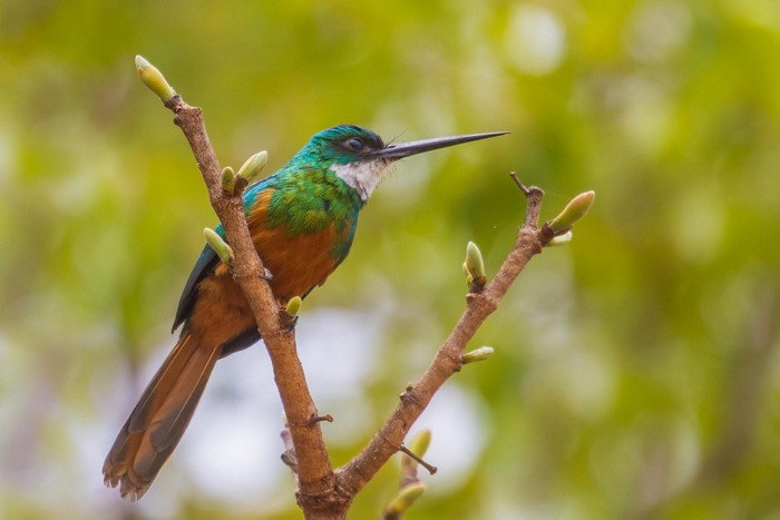 Green and brown bird perched on a branch