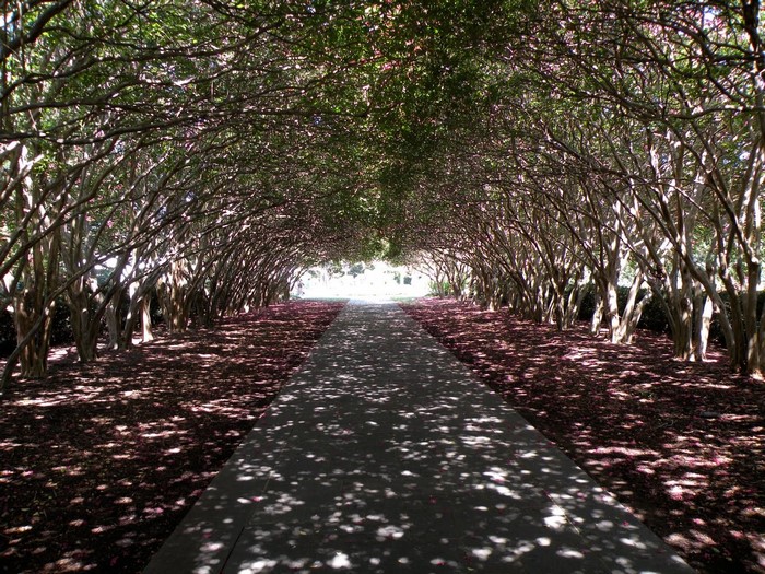 Tree tunnel with a path and fallen leaves