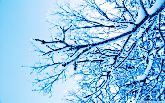 Snow-covered tree branches against a bright blue sky