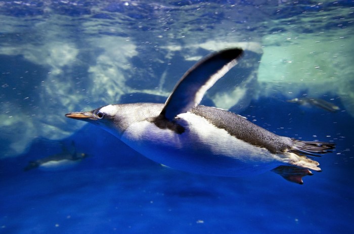 Underwater Penguin Swimming Gracefully