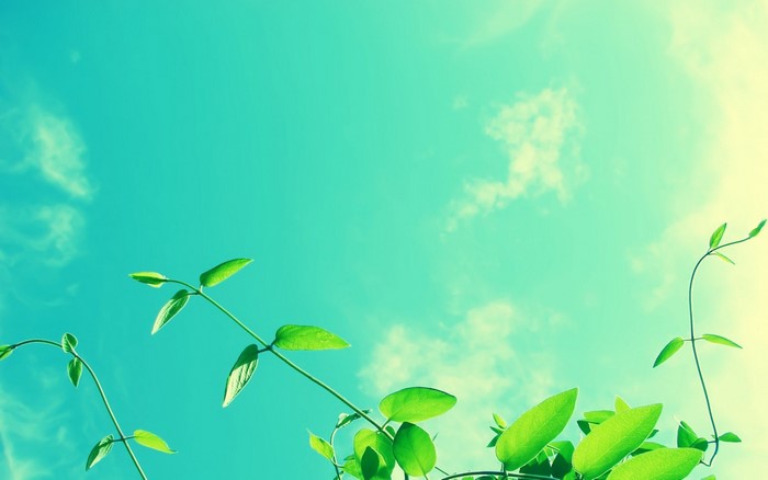 Green plants reaching towards the sky with clouds