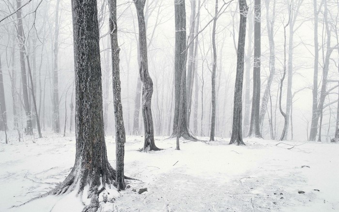 Snowy forest with bare trees in winter