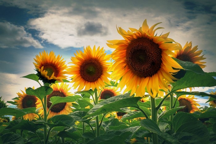 Field of sunflowers under a cloudy sky