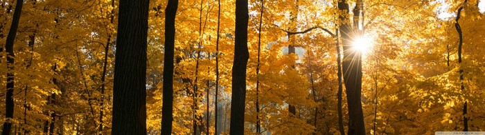 Sunlight filtering through autumn trees in a forest
