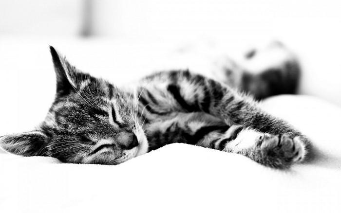 Monochrome photograph of a sleeping kitten