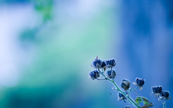 Close-Up of Blue Flowers with Dew Drops