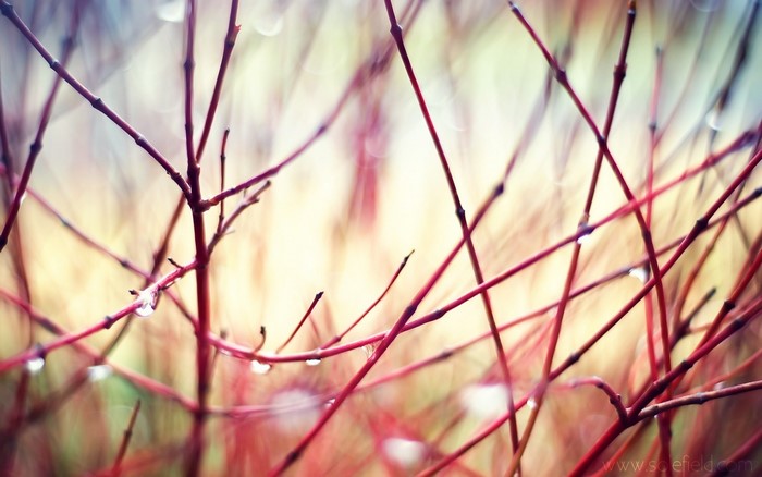 Close up of red branches with water droplets