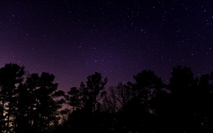 Silhouette of trees against a starry night sky