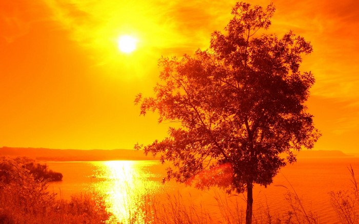 Sunset over a lake with a tree in the foreground