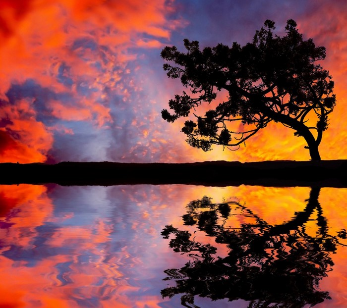 Silhouette of a tree reflecting in water at sunset