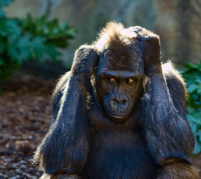 Gorilla covering its ears in a zoo enclosure